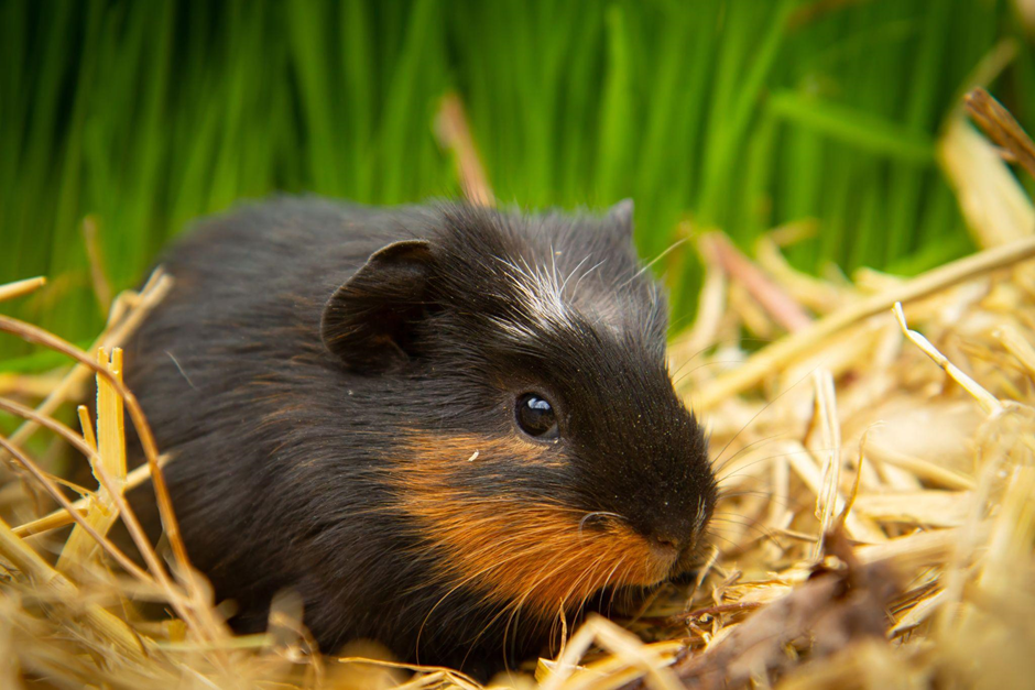 black guinea pig eating grass